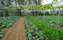 普通肥料吸收率低增長效果差