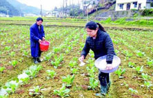 施肥過量害處多